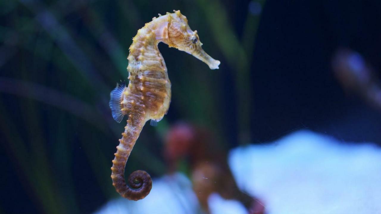L'Hippocampe Leilighet Sète Eksteriør bilde
